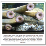 Lamprey.png