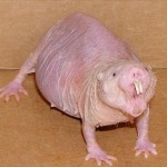 Naked-Mole-Rat-8×6.jpg