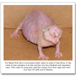Naked-Mole-Rat.png