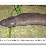Penis-Snake.png