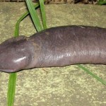 Penis-Snake-8×6.jpg