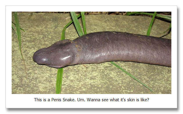 Penis-Snake.png