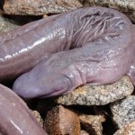 Penis-Snake2-8×6.jpg