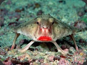 Red-lipped Batfish