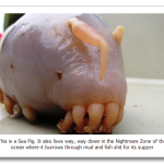 Sea-Pig.png