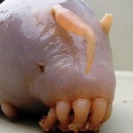 Sea-Pig-8×6.jpg