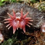 Star-Nosed-Mole-8×6.jpg