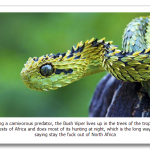 The-Bush-Viper.png