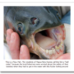 The-Pacu-Fish.png