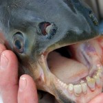 The-Pacu-Fish-8×6.jpg