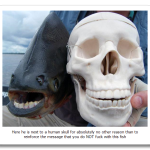 The-Pacu-Fish2.png