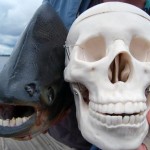 The-Pacu-Fish2-8×6.jpg