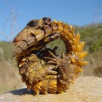 Thorny-Dragon-8×6.jpg