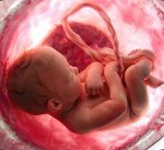 baby-in-womb_thumb.jpg
