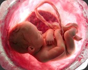 baby-in-womb