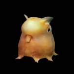 Dumbo-Octopus2-8×6.jpg