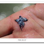 Glaucus-Atlanticus2.png