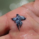Glaucus-Atlanticus2-8×6.jpg