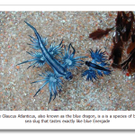 Glaucus-Atlanticus3.png