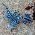 Glaucus-Atlanticus3-8×6.jpg
