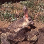 Gobi-Jerboa-8×6.jpg