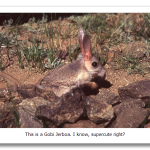 Gobi-Jerboa.png