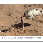 Gobi-Jerboa2.png