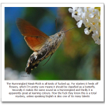 Hummingbird-Hawk-Moth2.png