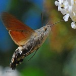 Hummingbird-Hawk-Moth2-8×6.jpg