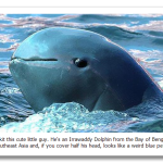 Irrawaddy-Dolphin.png