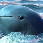 Irrawaddy-Dolphin-8×6.jpg