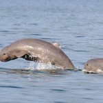 Irrawaddy-Dolphin2-8×6.jpg