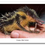 Lowland-Streaked-Tenree2.png