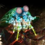 Mantis-Shrimp-8×6.jpg
