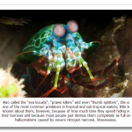 Mantis-Shrimp.png