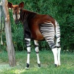 Okapi-8×6.jpg