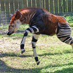 Okapi2-8×6.jpg