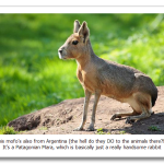 Patagonian-Mara.png
