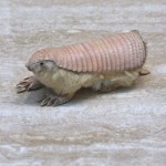 Pink-Fairy-Armadillo-8×6.jpg
