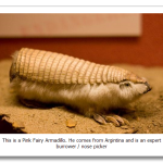 Pink-Fairy-Armadillo2.png