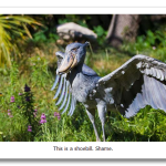 Shoebill.png