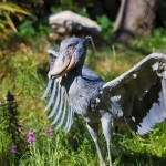 Shoebill-8×6.jpg