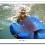 The-Blue-Parrotfish2.png
