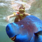 The-Blue-Parrotfish2-8×6.jpg