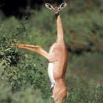 The-Gerenuk2-8×6.jpg