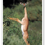 The-Gerenuk2.png