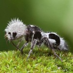 The-Panda-Ant-8×6.jpg