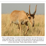 The-Saiga-Antelope.png