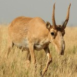 The-Saiga-Antelope-8×6.jpg