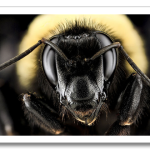 USGSMacroBees10.png